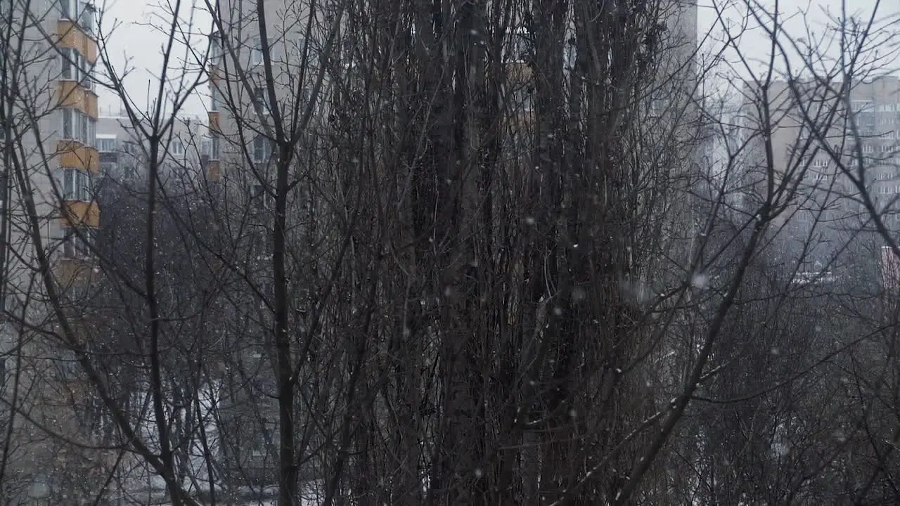 Winter scene with falling snow and bare tree