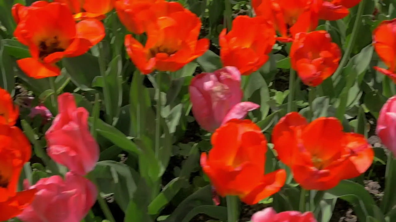 In the field of red tulips