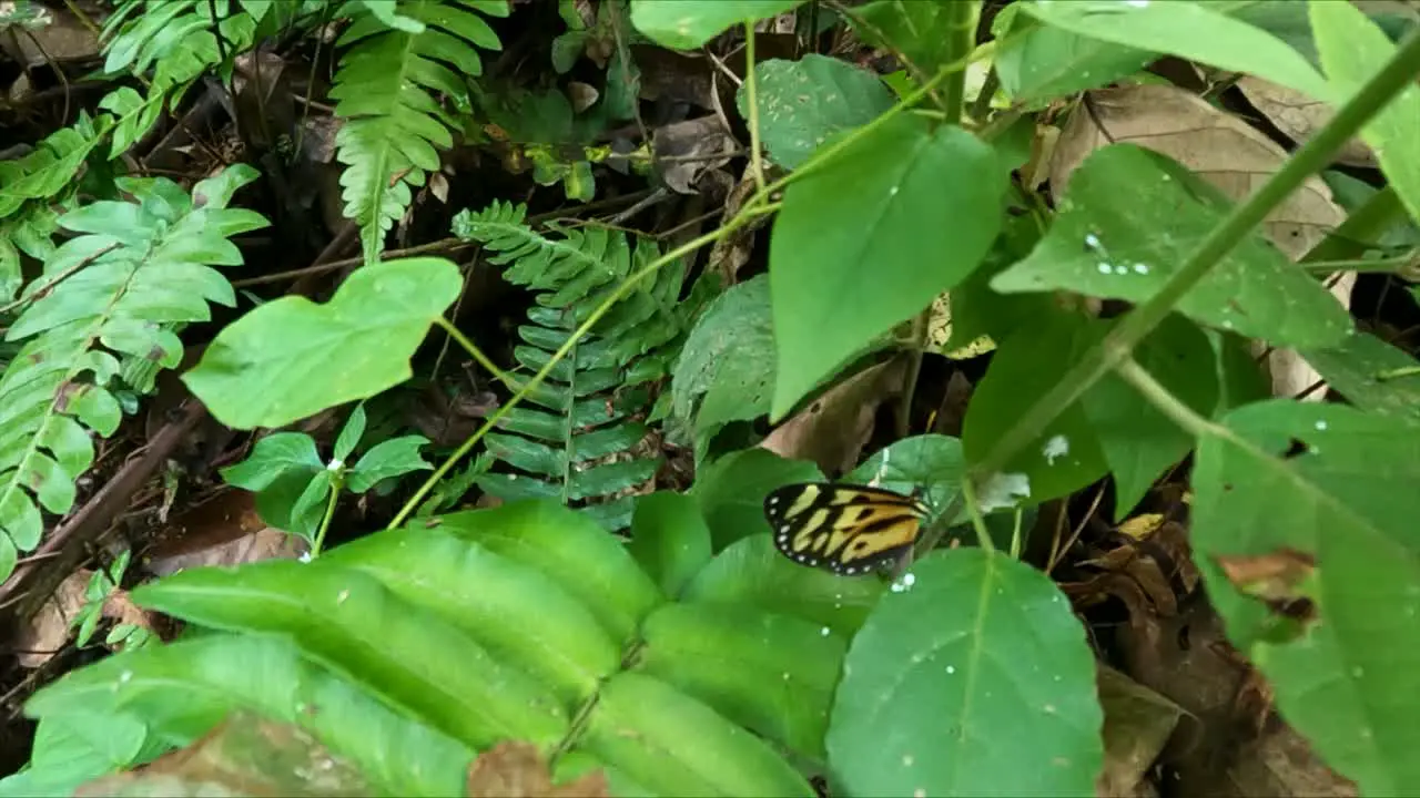  Butterfly flying around green leaves opening and closing wings