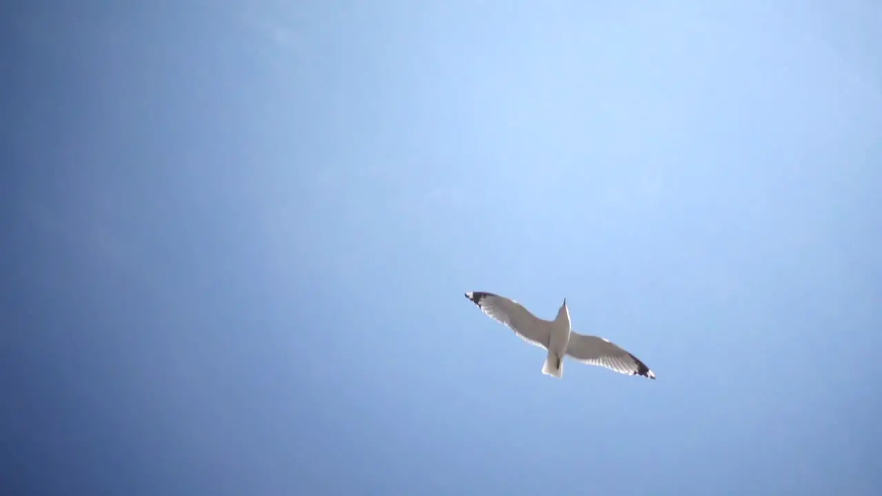 Slow Mo Seagull Flying Overhead Clouds And Blue Sky