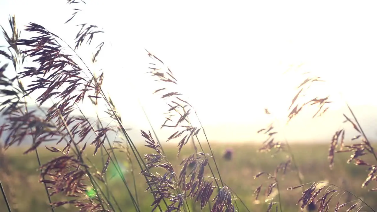 Fluttering plants in slow motion