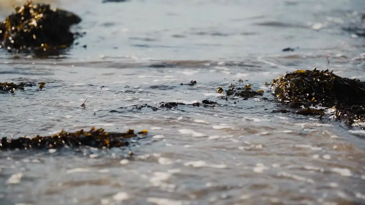 Small waves colliding with seaweed on beach slow motion