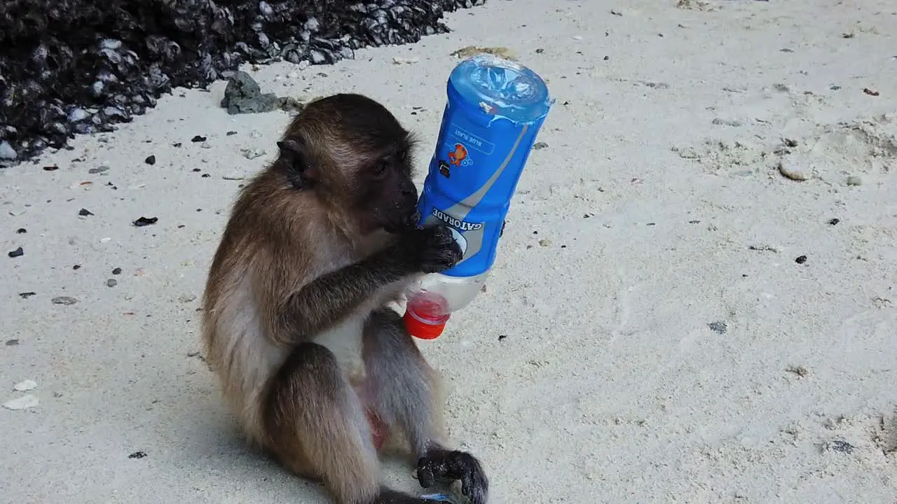 Young macaque chewing an empty plastic bottle on the beach slow motion