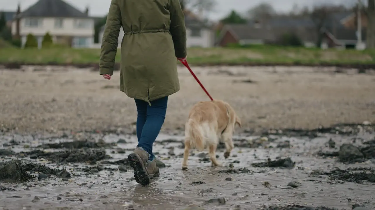 Woman walks golden retriever on beach slow motion