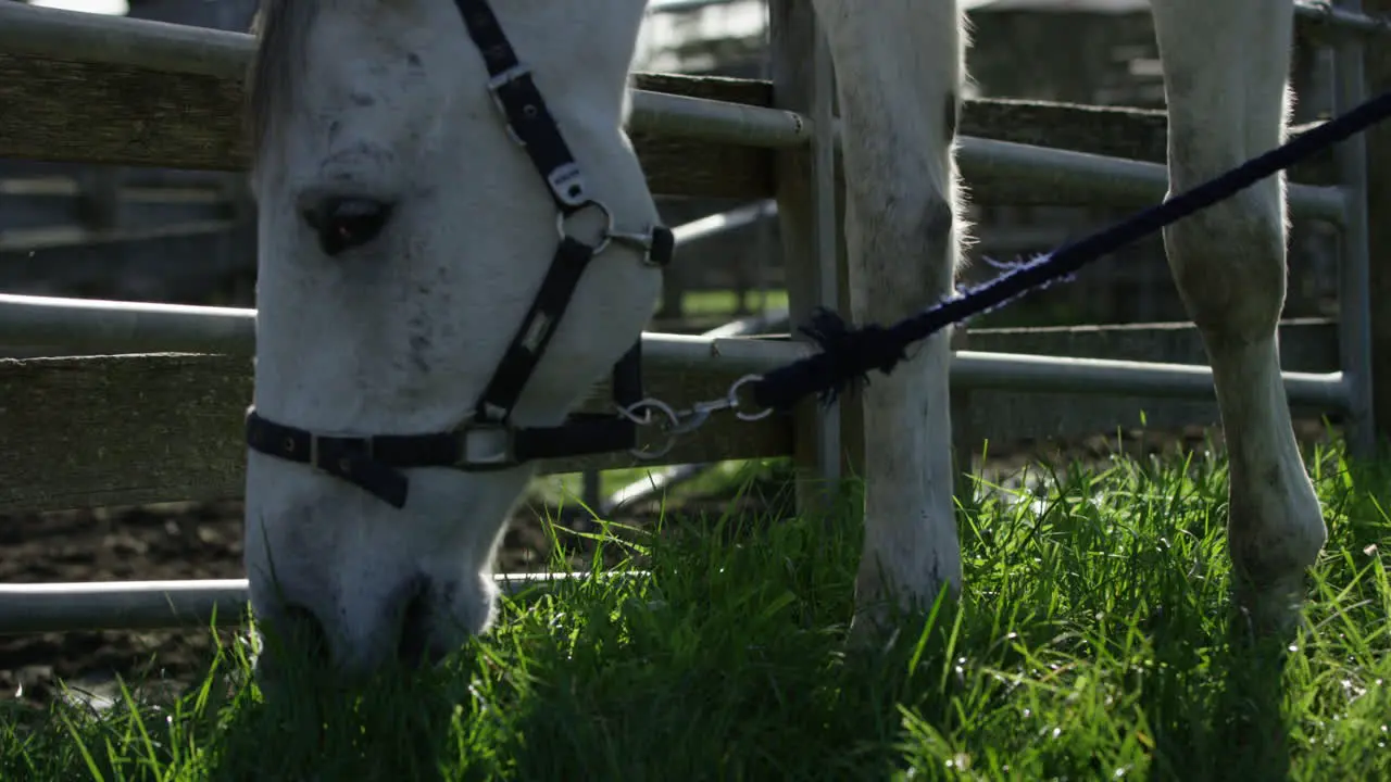 White horse eating green grass in slow mo