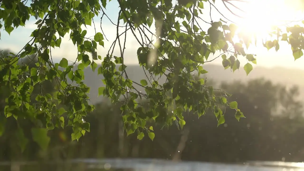 Fluttering leaves in slow motion