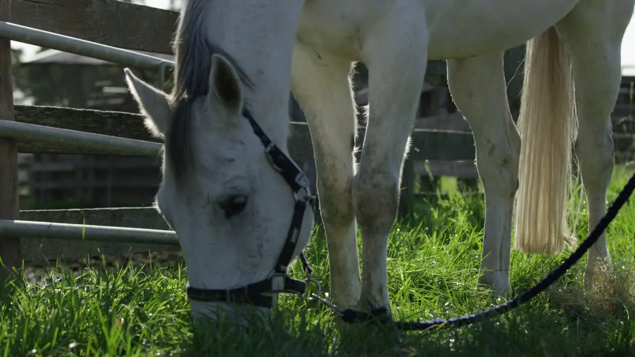 Large white horse eating green grass in slow mo