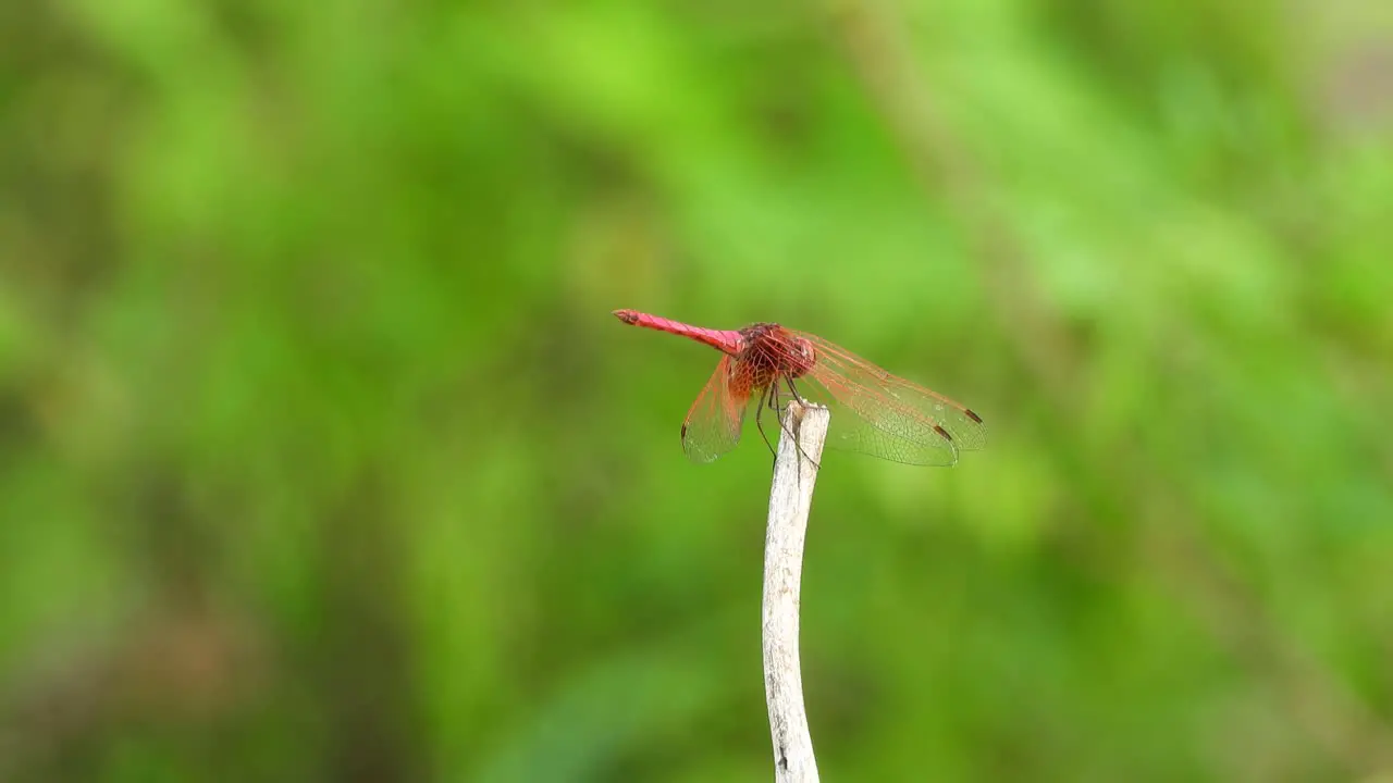 Red dragonfly UHD mp4 4k 