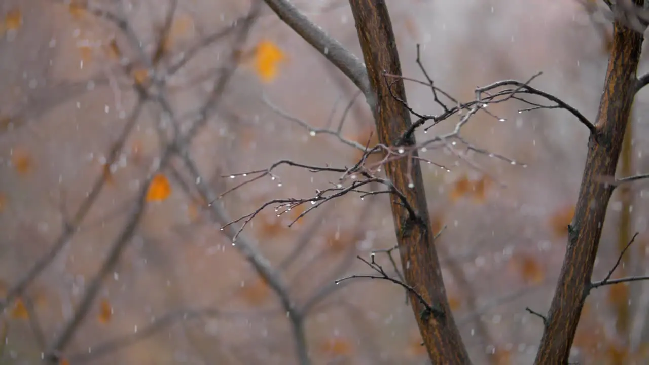 Scene of dull late autumn Bare trees with falling snow