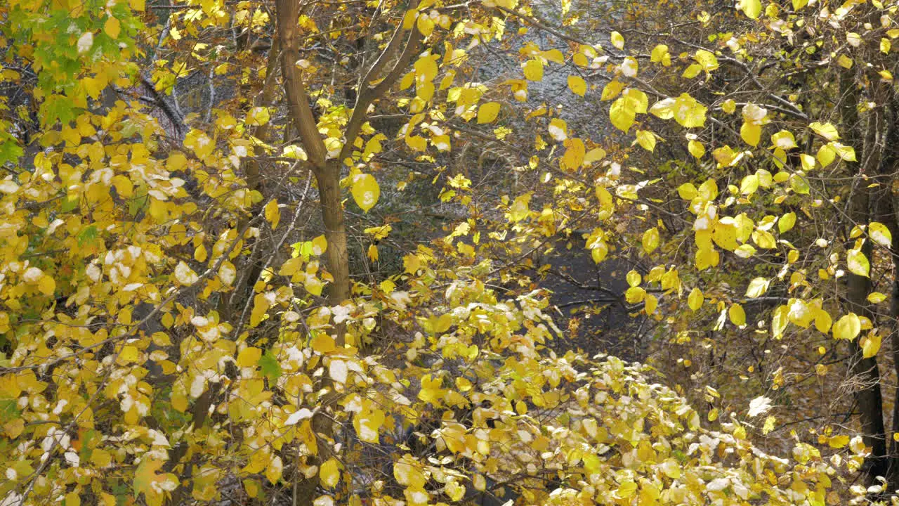 A slow motion of colorful leaves falling from the bright yellow tree crowns