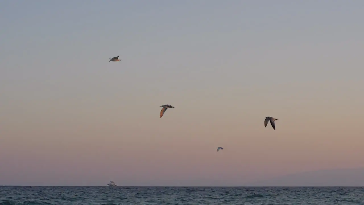 Evening scene of seagulls flying over the sea