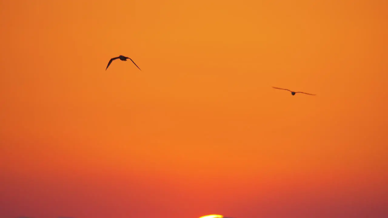 Flying seagulls in sunset sky