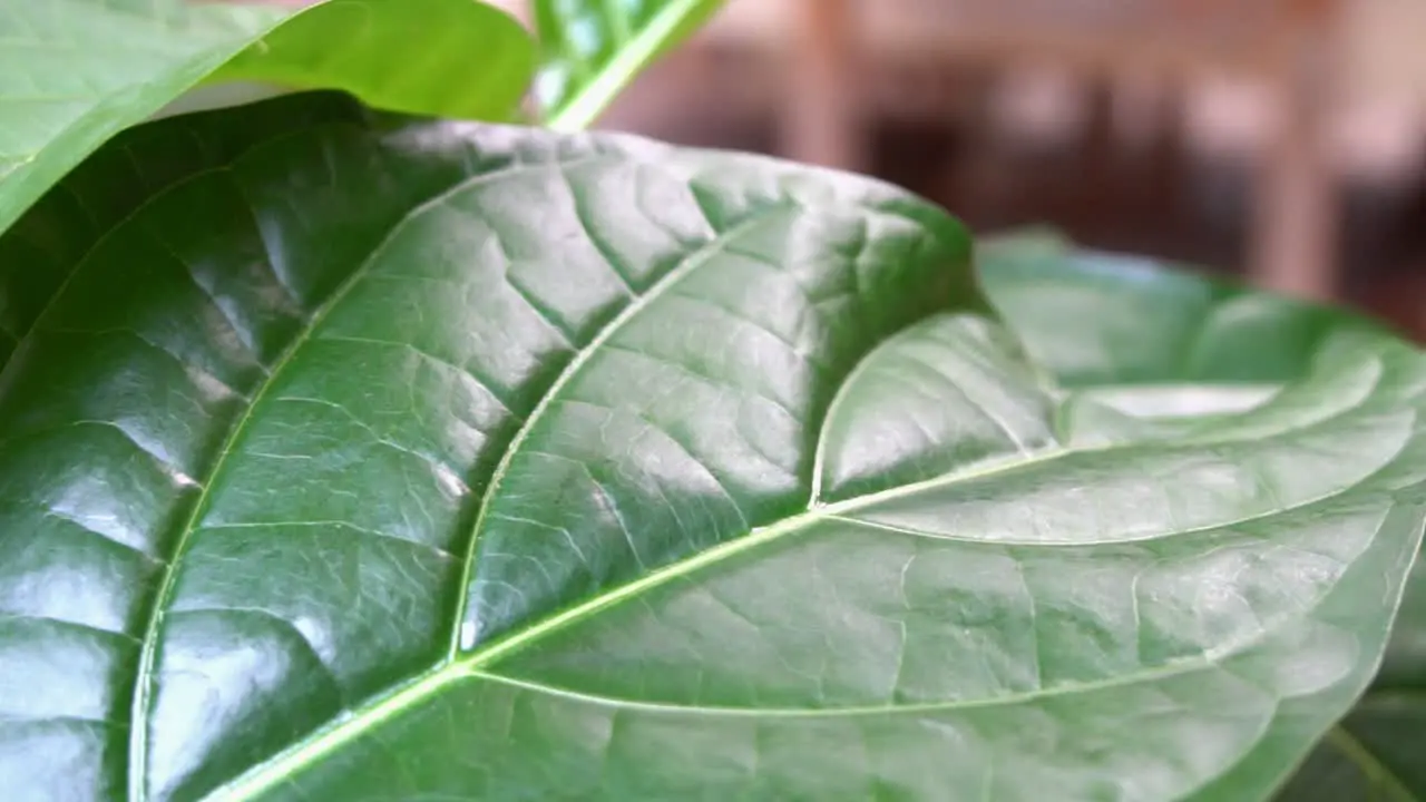 steady slow motion camera pan across leave veins of tropical plants