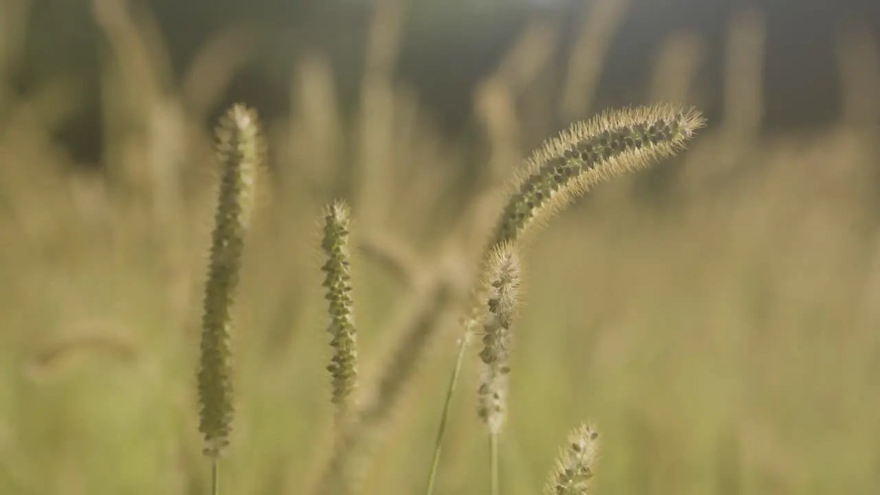 Reeds softly move in the wind on this warm summers day in Hastings England