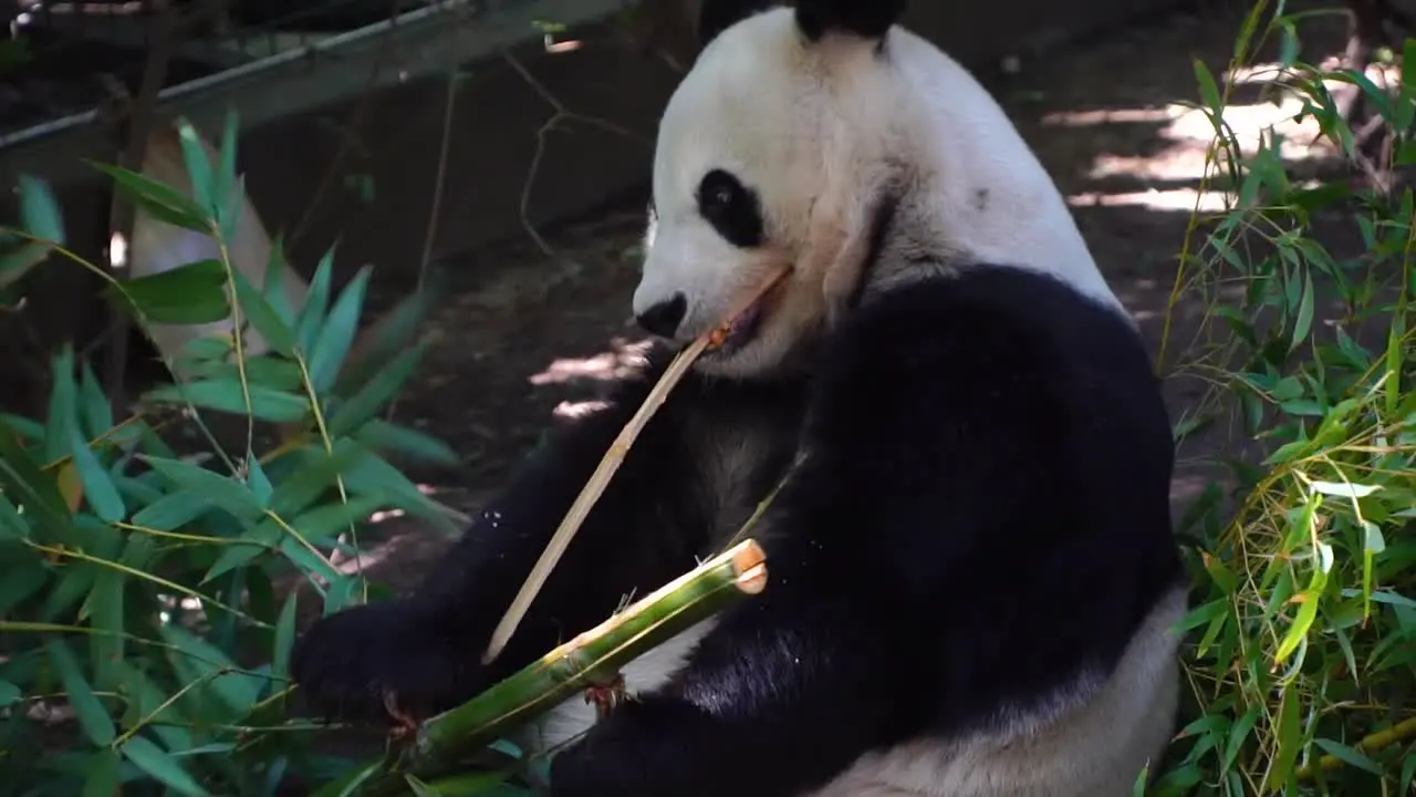 Panda eating bamboo at San Diegos zoo