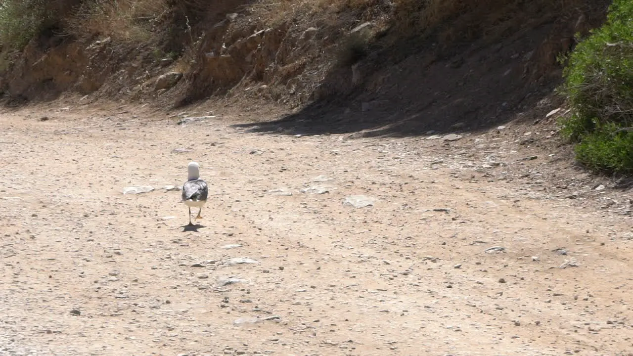 Wounded seagull running on dirt road Slow motion