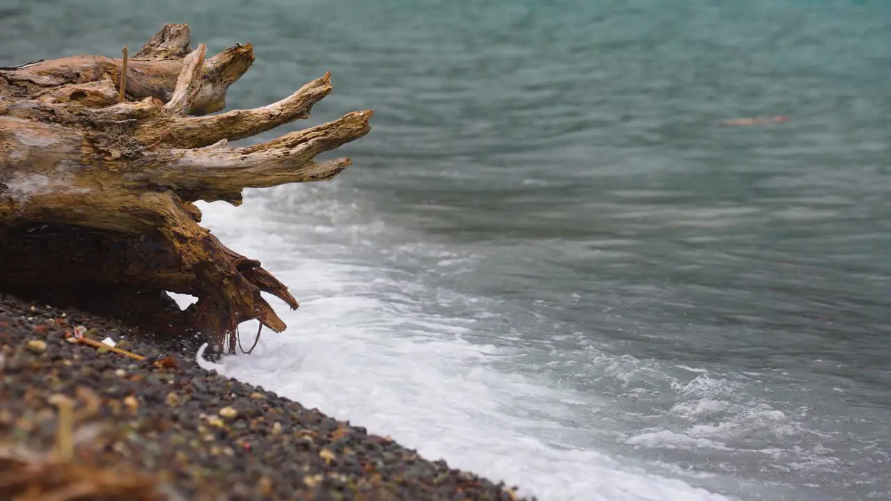 Waves Crashing on a Dead Tree Trunk Along the Seashore Slow-mo Handheld 4k