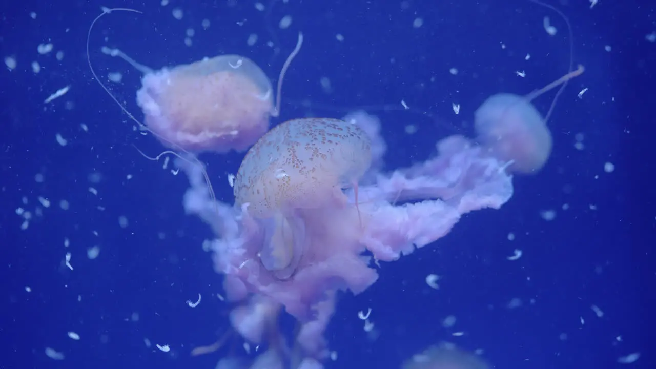 Underwater view of swimming jellyfish