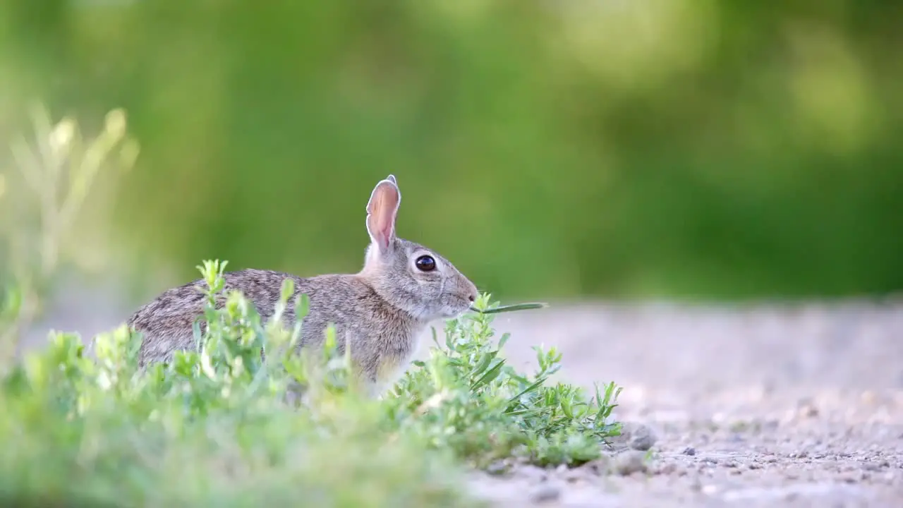 Mountain Cottontail eating grass in slow motion