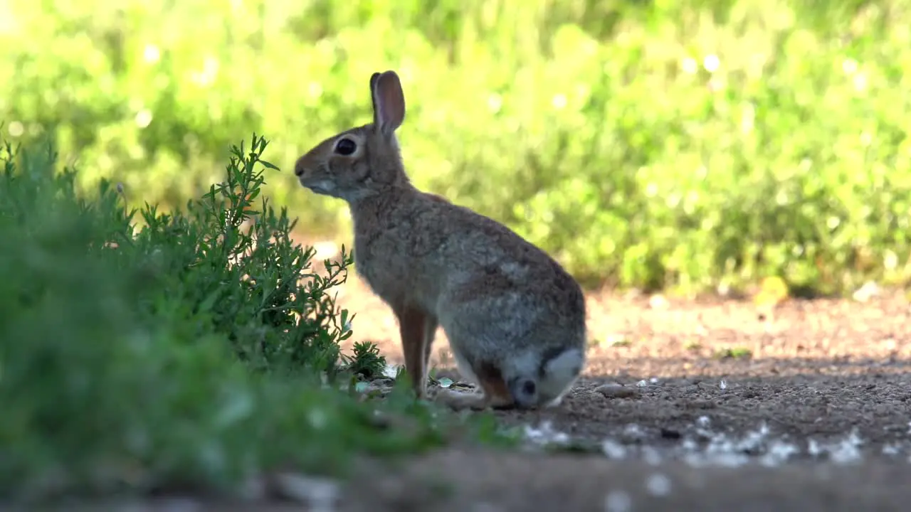 Mountain Cottontail jumping in slow motion