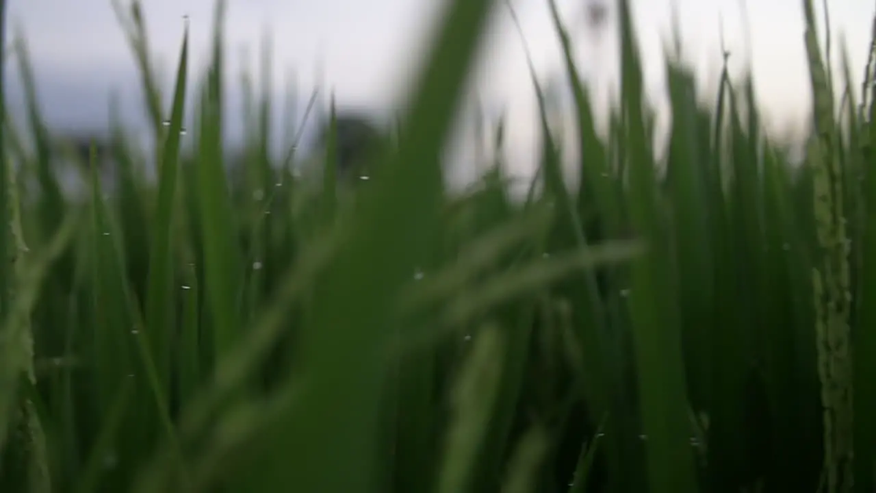 Drops of Water on Grass with Dew