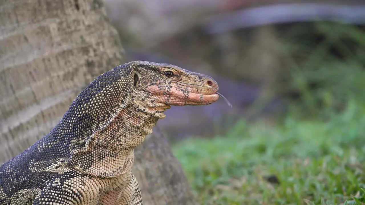 Komodo Dragon Sticking Tongue Out