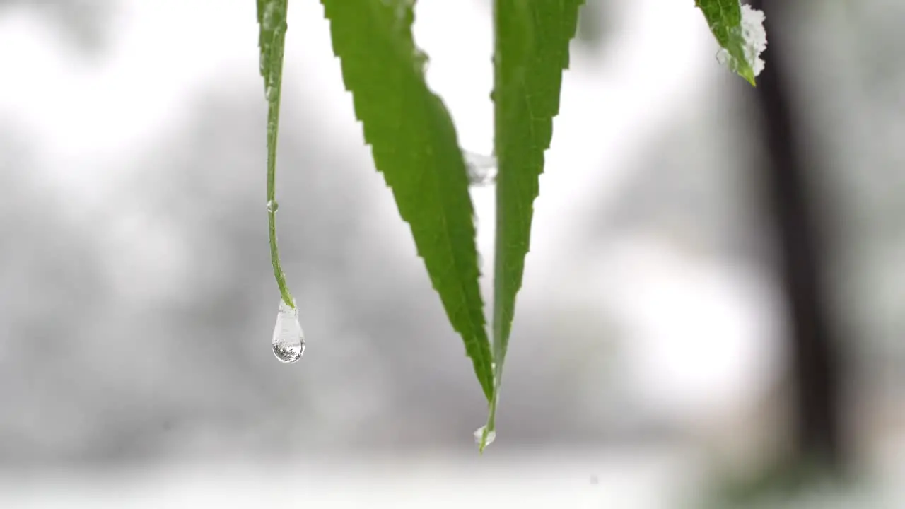 Water droplets on green leaves after snow