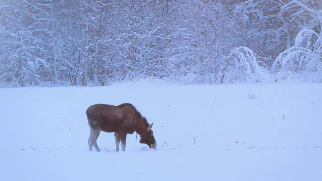 Arctic moose grazing in the snow covered grass