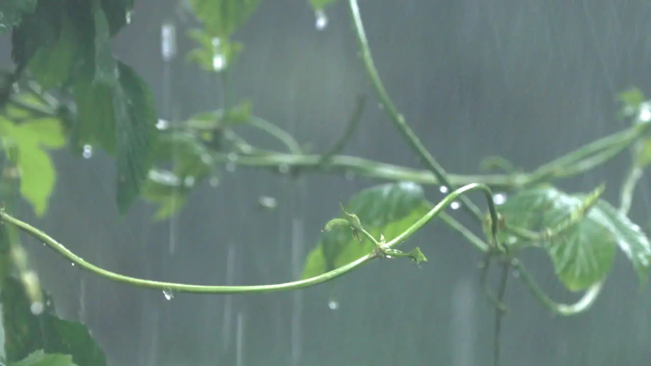 Heavy rain falls on vine leaves in thunderstorm