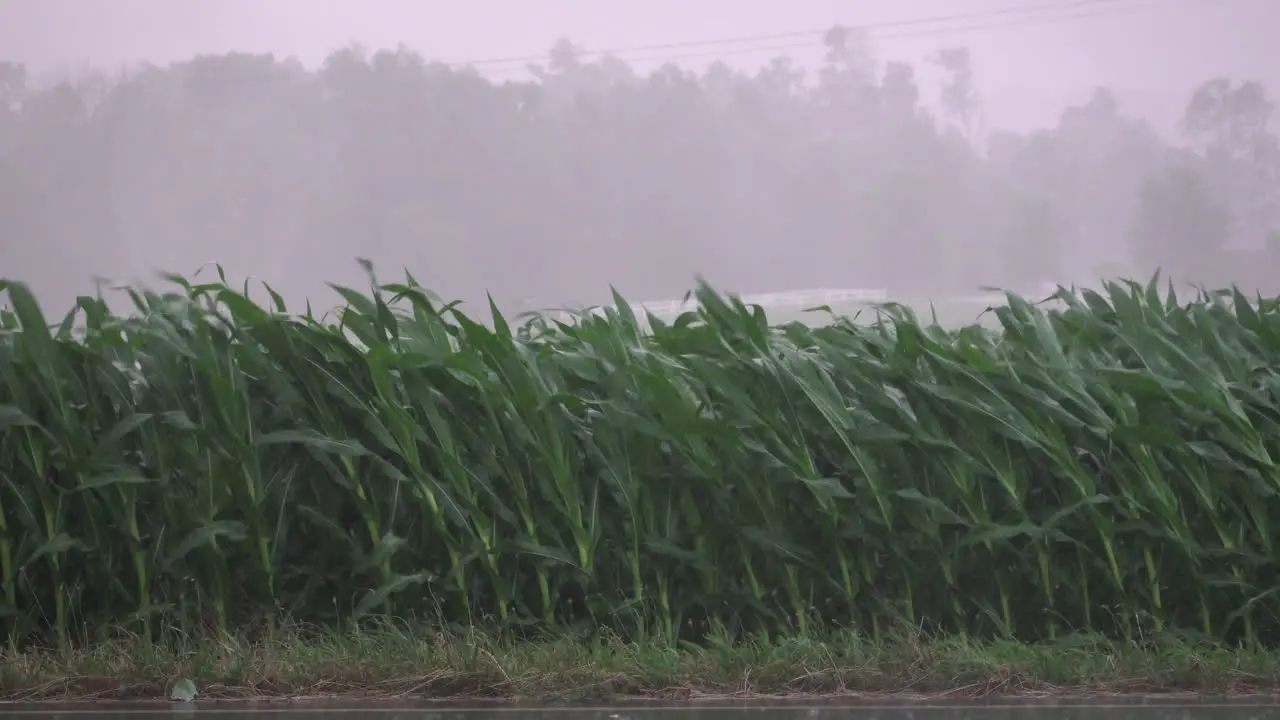 A big storm blowing corn and lots of rain