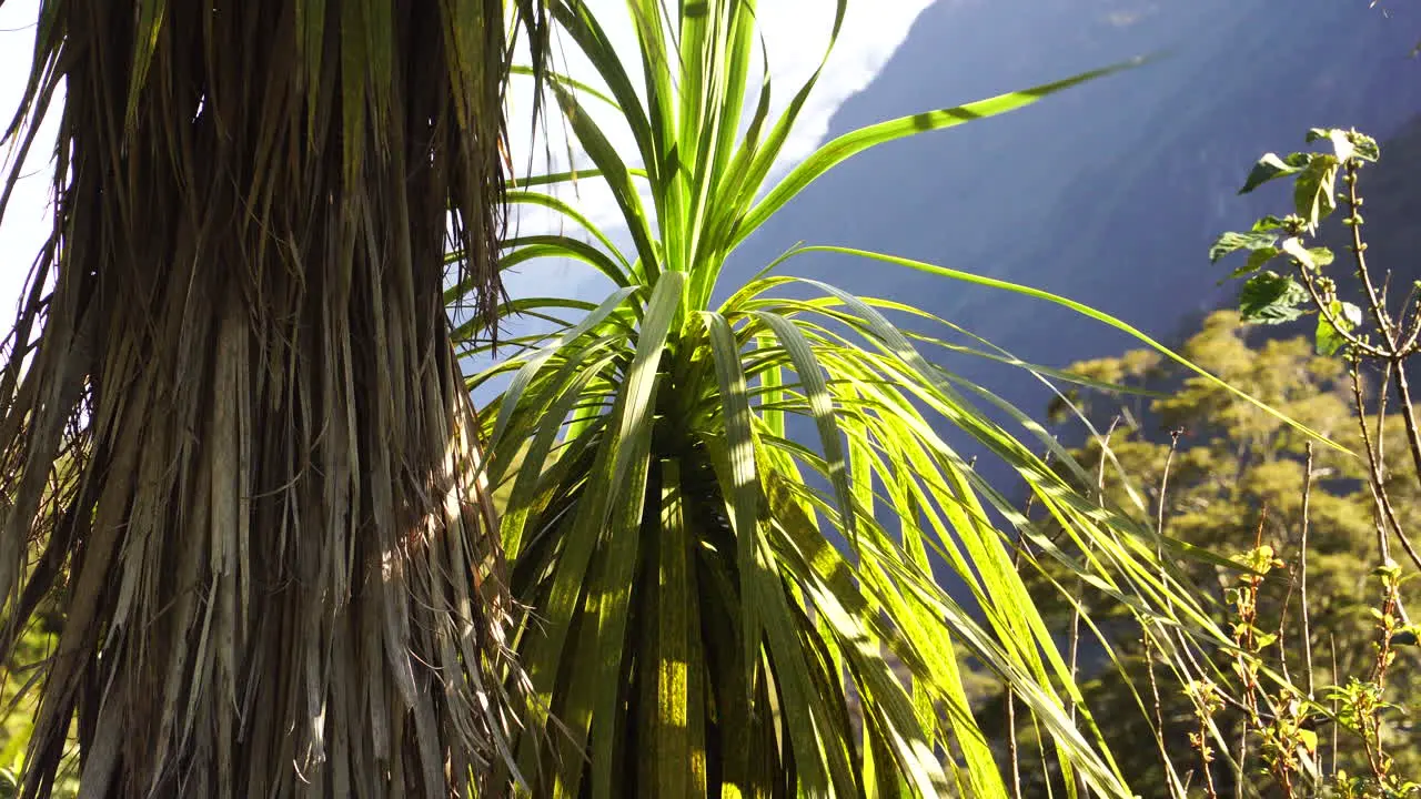 Wind Blows Cabbage tree in milford sound bad weather in New Zealand