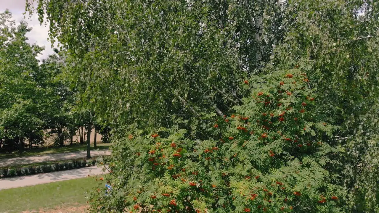 Aerial View of the tall rowan tree slow hovering by the tree during windy weather green tree leaves and red rowan