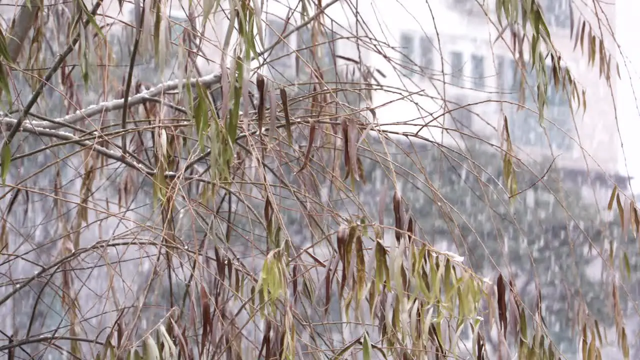 Snow falling on a tree