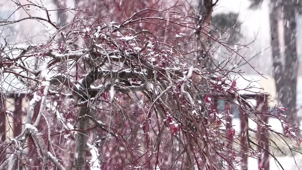 Snow falling in a park as woman walks in the background