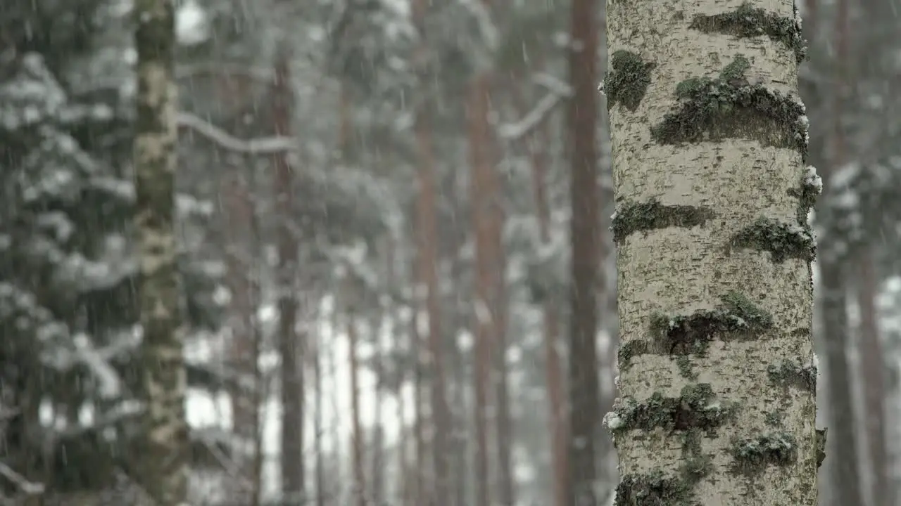 Snowfall in the forest Birch in the foreground