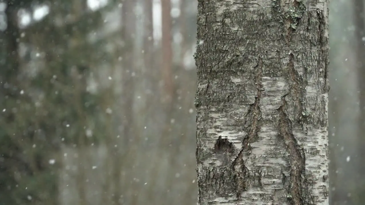 Slush rains Snowfall slowmotion birch at right foreground