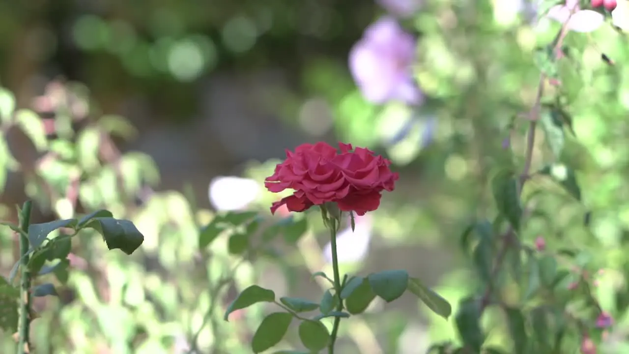 Red Rose going with the wind