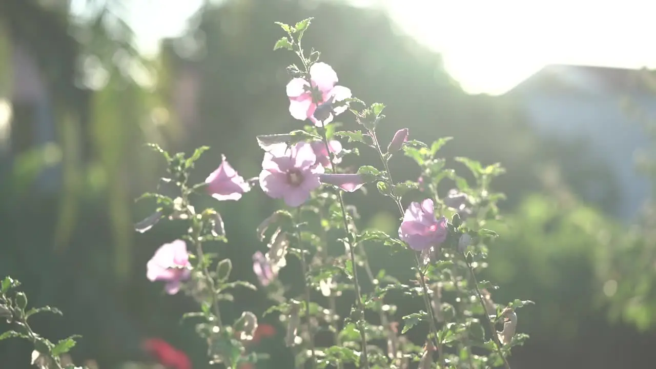 Flowers going with the wind