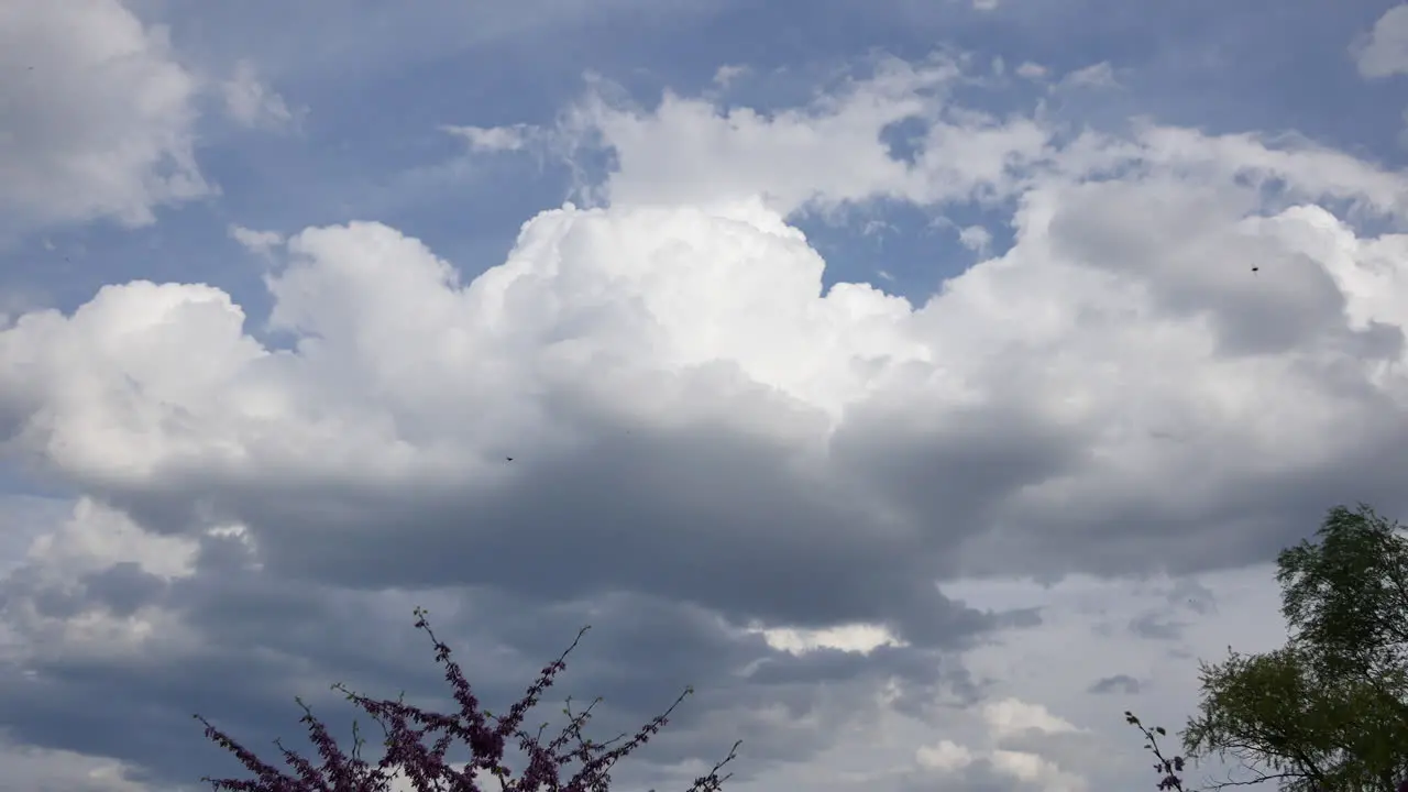 Nature Birds Fly Past Large Cumulus Cloud