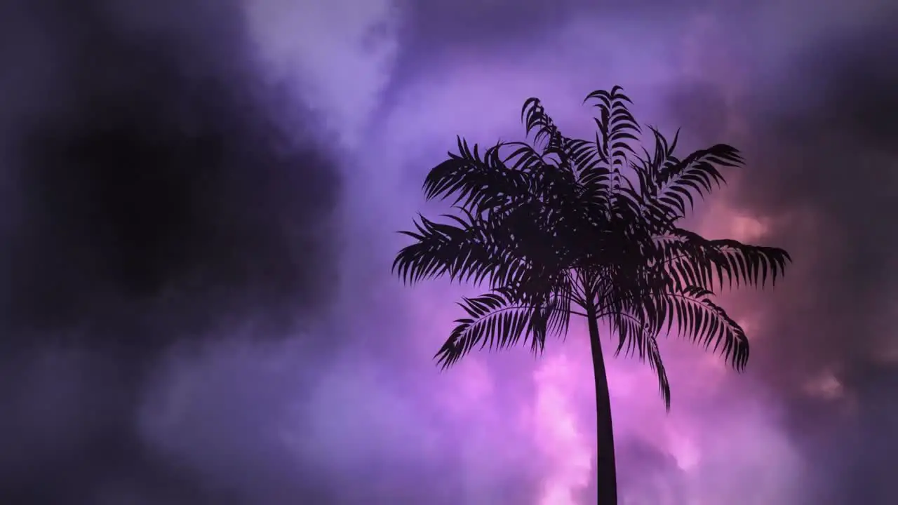 Thunder and palm tree at night