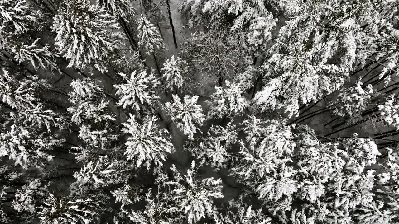 A snow-covered woodland is depicted in a drone shot following a substantial blizzard in the Midwest