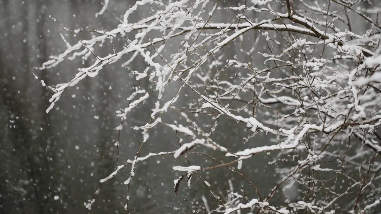 Short depth of field shot showing shurbs covered with snow as flakes fall in slow motion