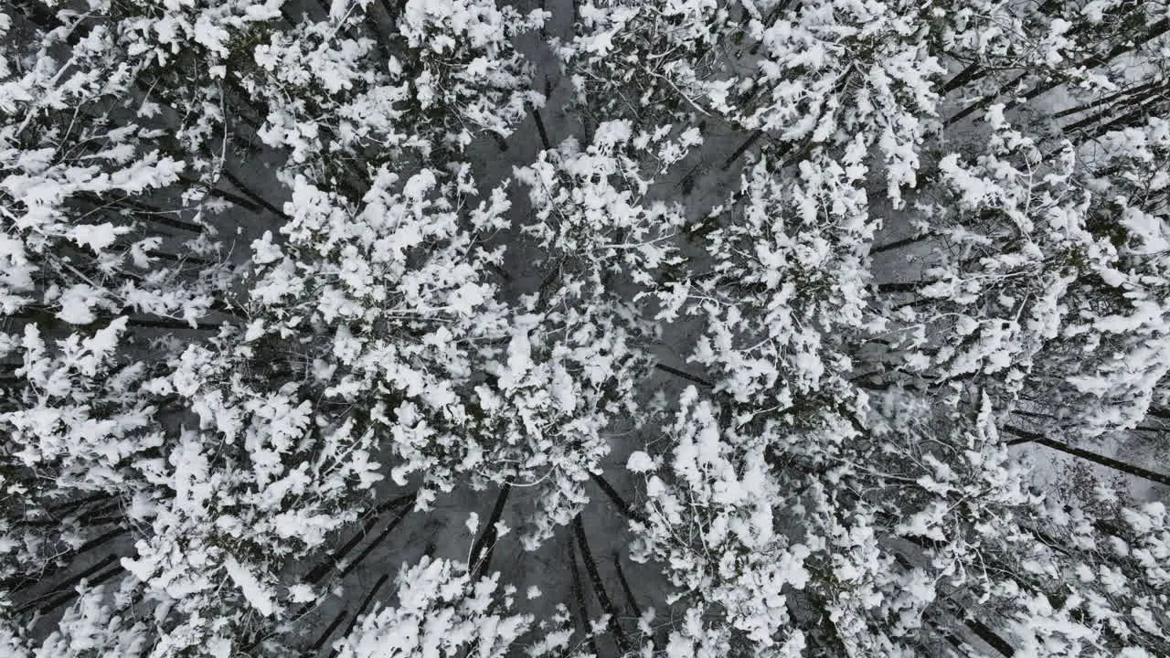 Drone footage captures the wintry aftermath of a major Midwest blizzard in a snow-covered forest