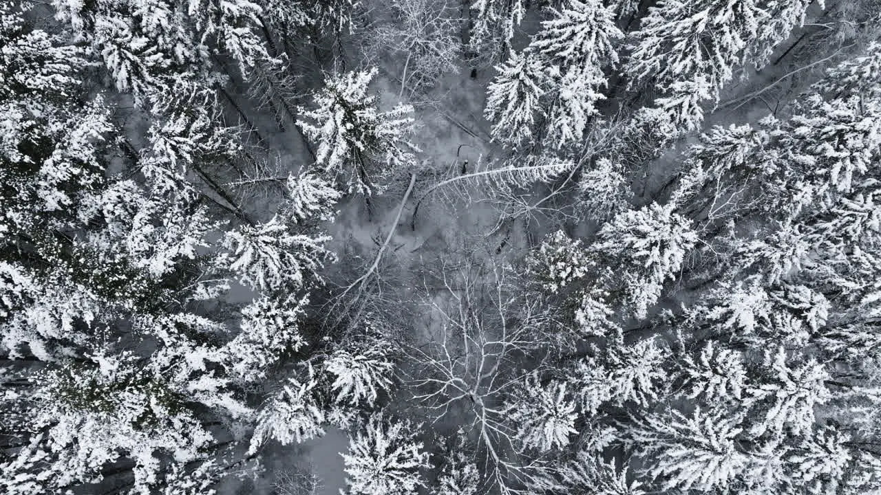 Aerial footage showcases a Midwest forest coated in snow following the impact of a large blizzard