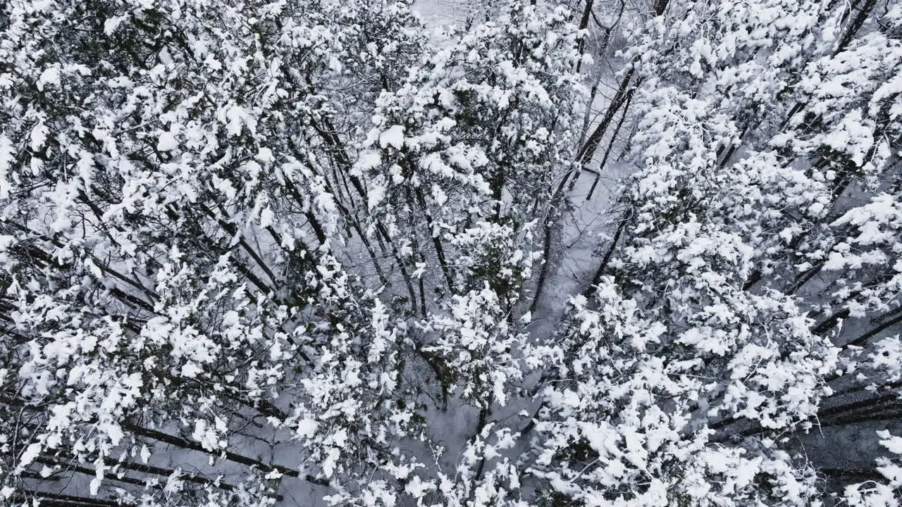 A snow-laden Midwest forest is revealed through the lens of a drone post-blizzard