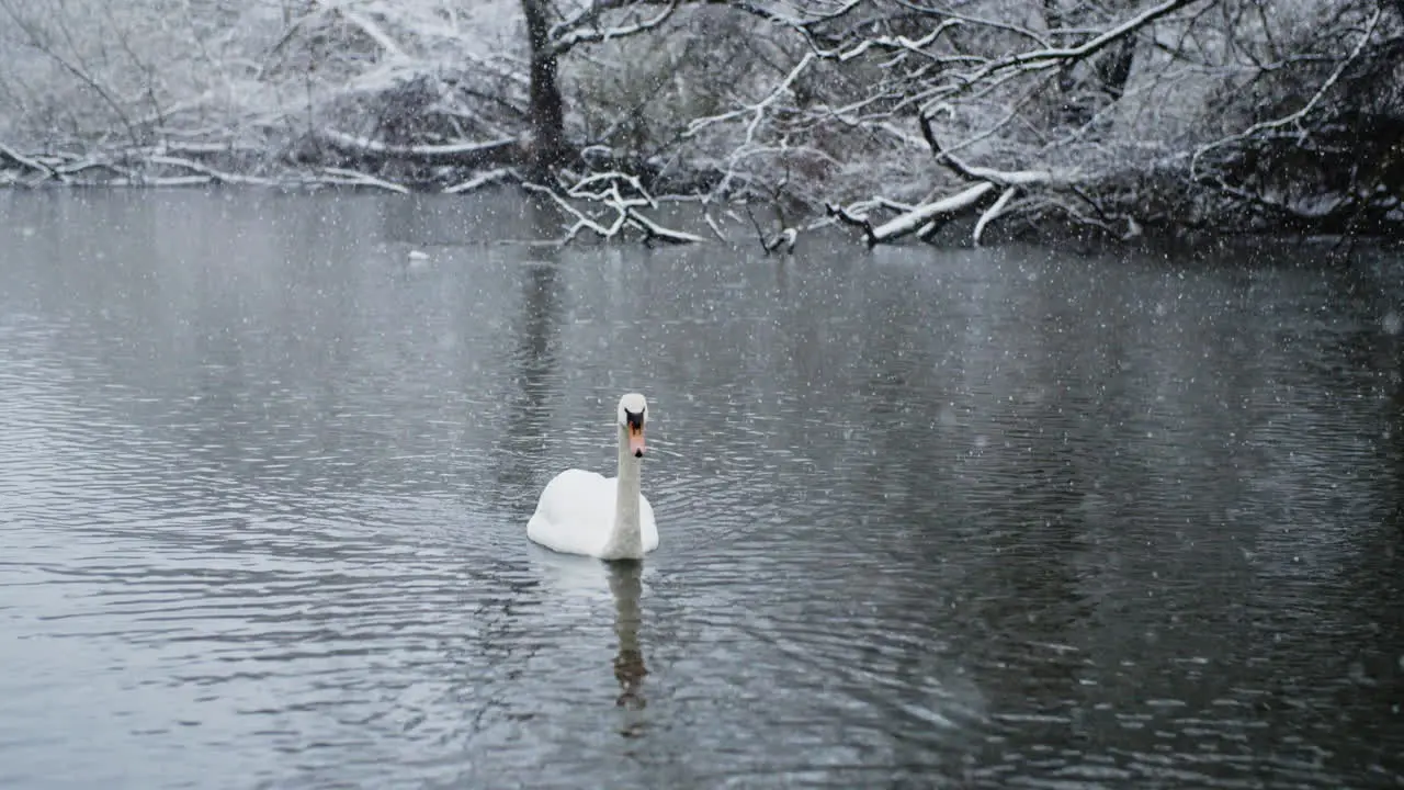 The river becomes a winter haven for birds as snowflakes cascade in slow motion