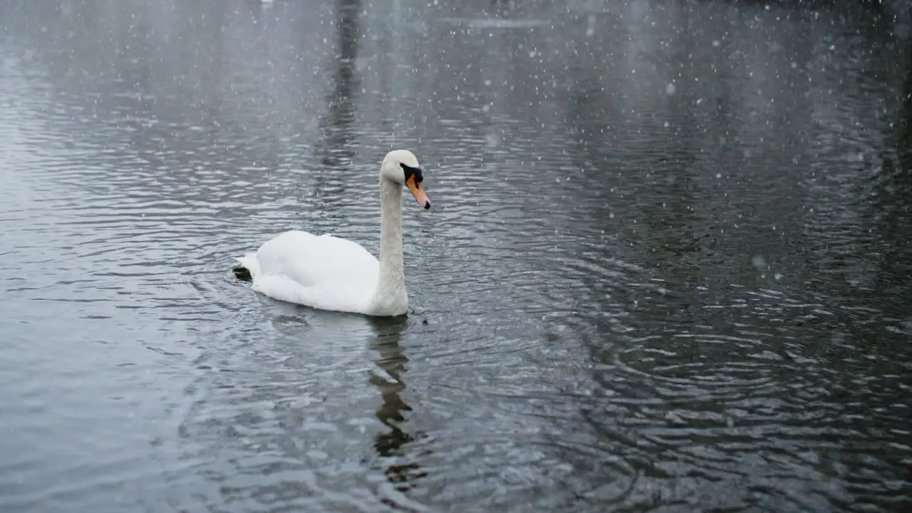 Falling snow graces the river adding charm to the birds' presence in slow motion