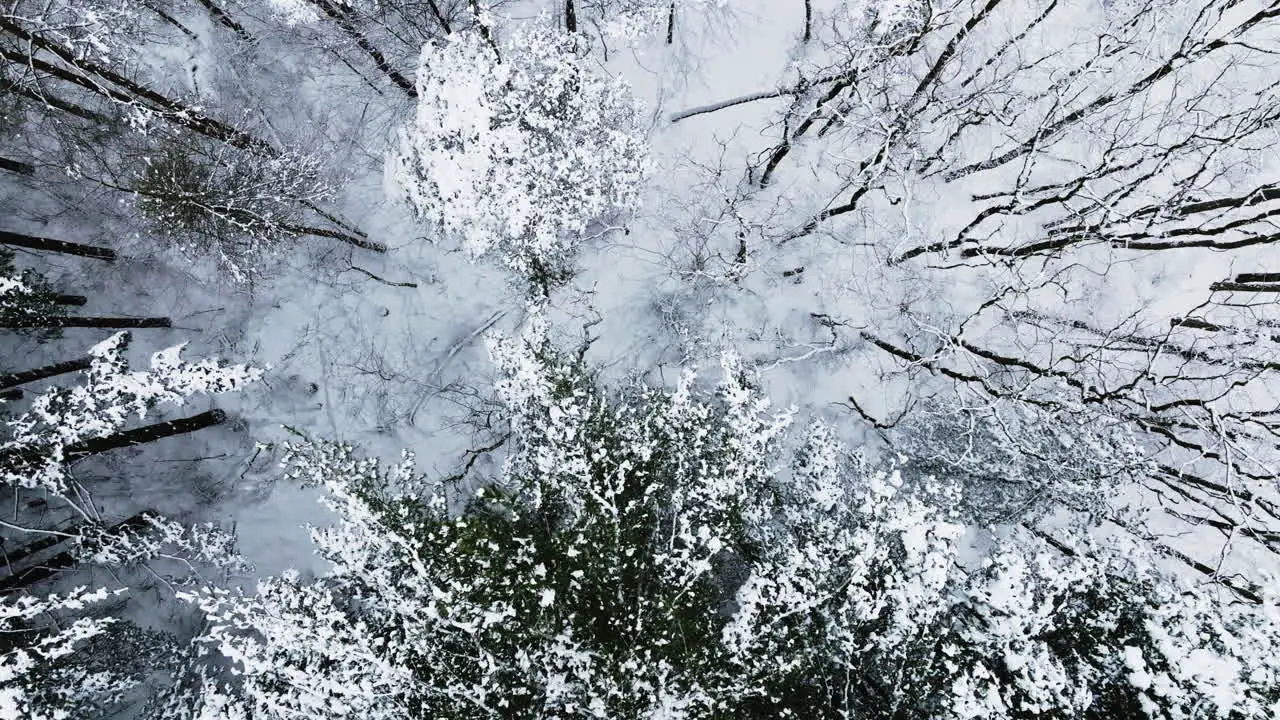 A drone's lens captures the wintry aftermath of a major Midwest blizzard revealing a snow-covered forest