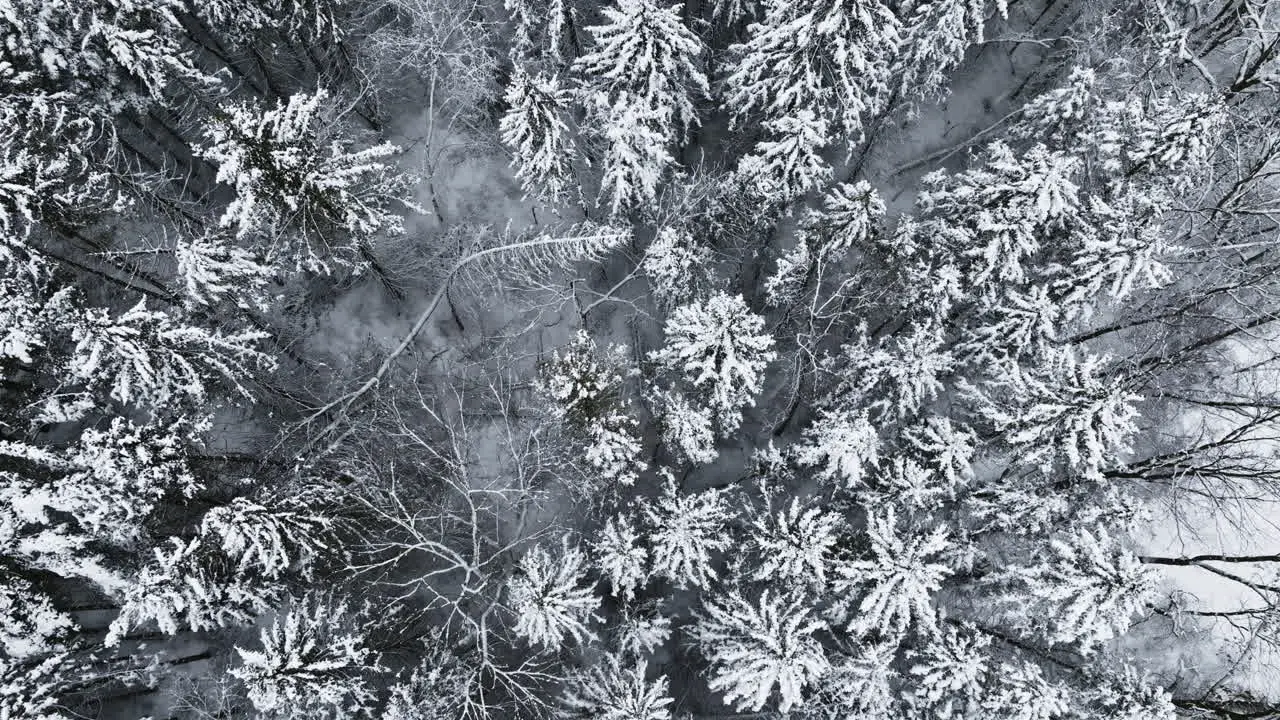 Drone imagery unveils a Midwest forest draped in a thick layer of snow post-blizzard