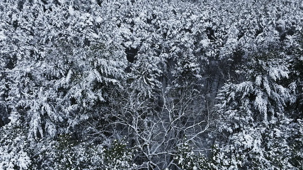 Drone view of a Midwest woodland blanketed in snow following a substantial winter storm